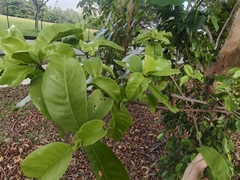 Tarenna fragrans, photograph (c) grass_0, some rights reserved (CC BY)