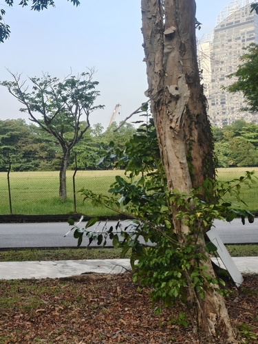 Tarenna fragrans, photograph 5