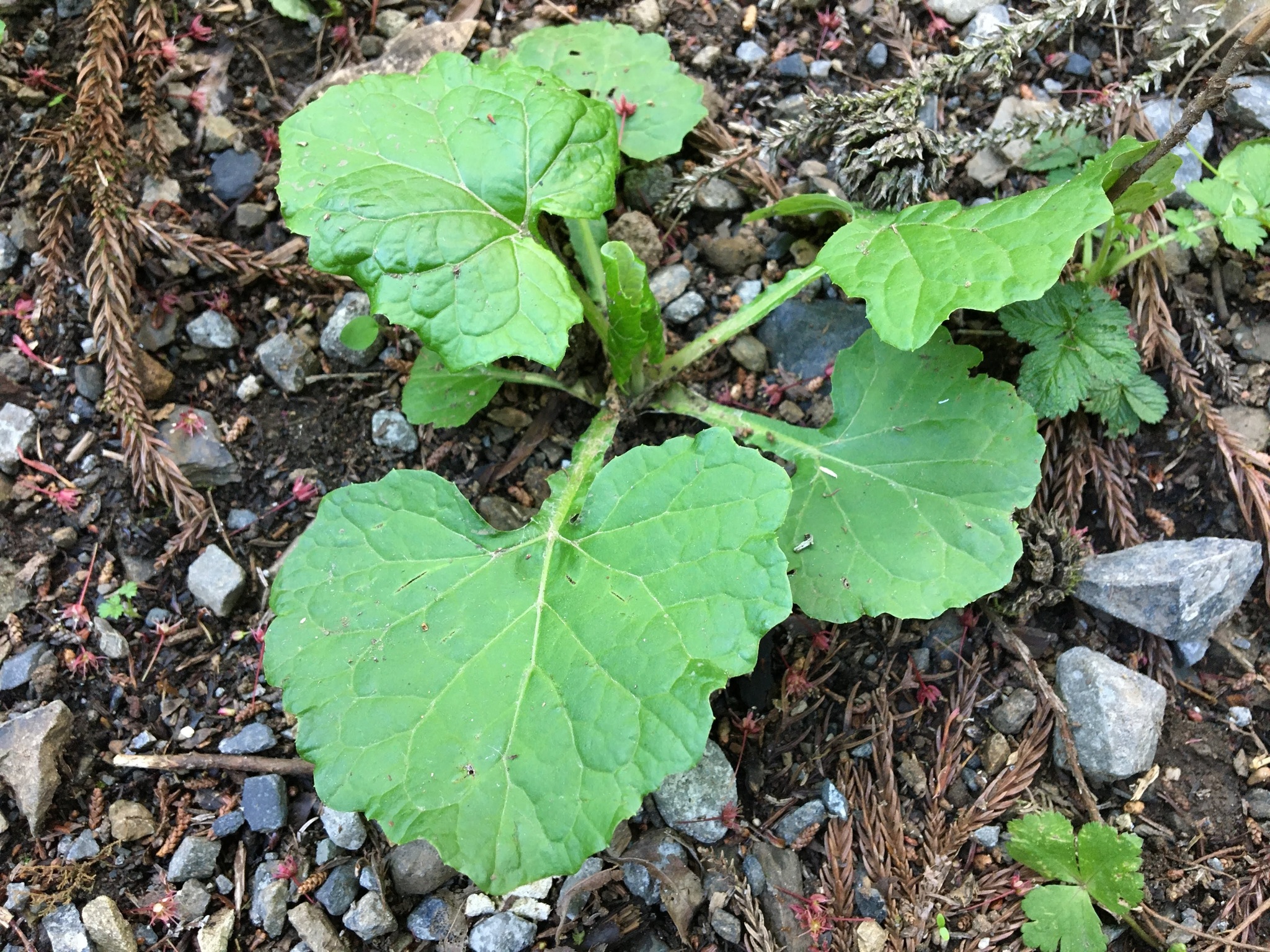 Imagem de Adenocaulon himalaicum