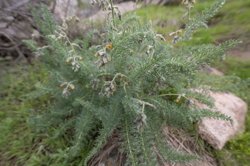 Biebersteinia multifida (Biebersteinia multifida)