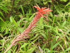 Pitcairnia spicata