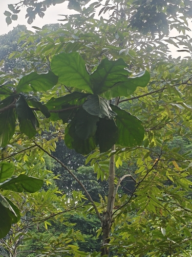 Limahlania crenulata, photograph 4