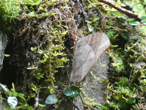 Melanitis phedima oitensis