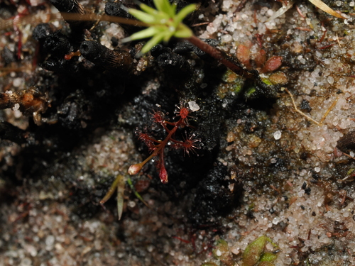 Drosera subtilis