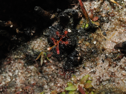 Drosera subtilis
