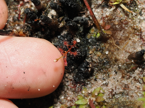 Drosera subtilis