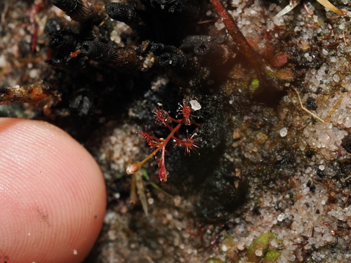 Drosera subtilis