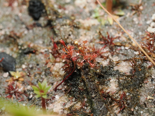 Drosera subtilis