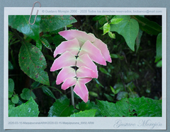 Adiantum macrophyllum