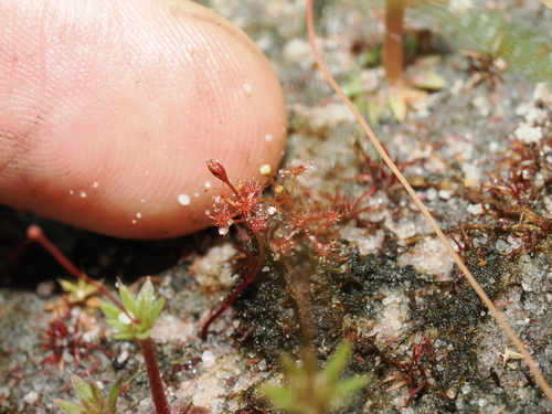 Drosera subtilis