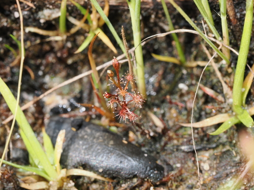 Drosera subtilis
