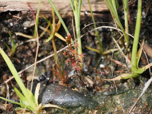 Drosera subtilis