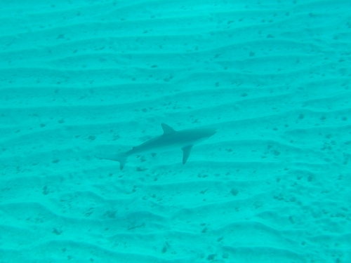Vlekstaarthaai (Carcharhinus sorrah) — Carcharhinidae — 4
