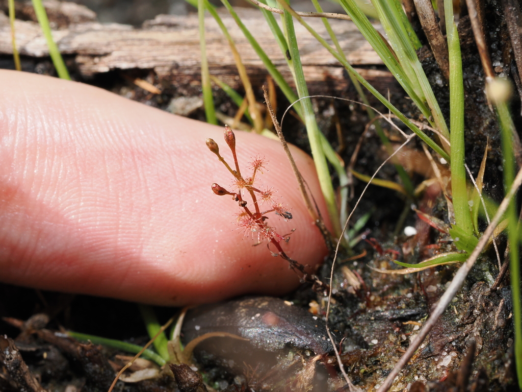 Drosera subtilis, Kubara trail and surrounds, Kakadu NP, Northern Territory