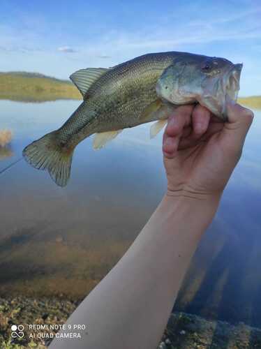 Largemouth Bass