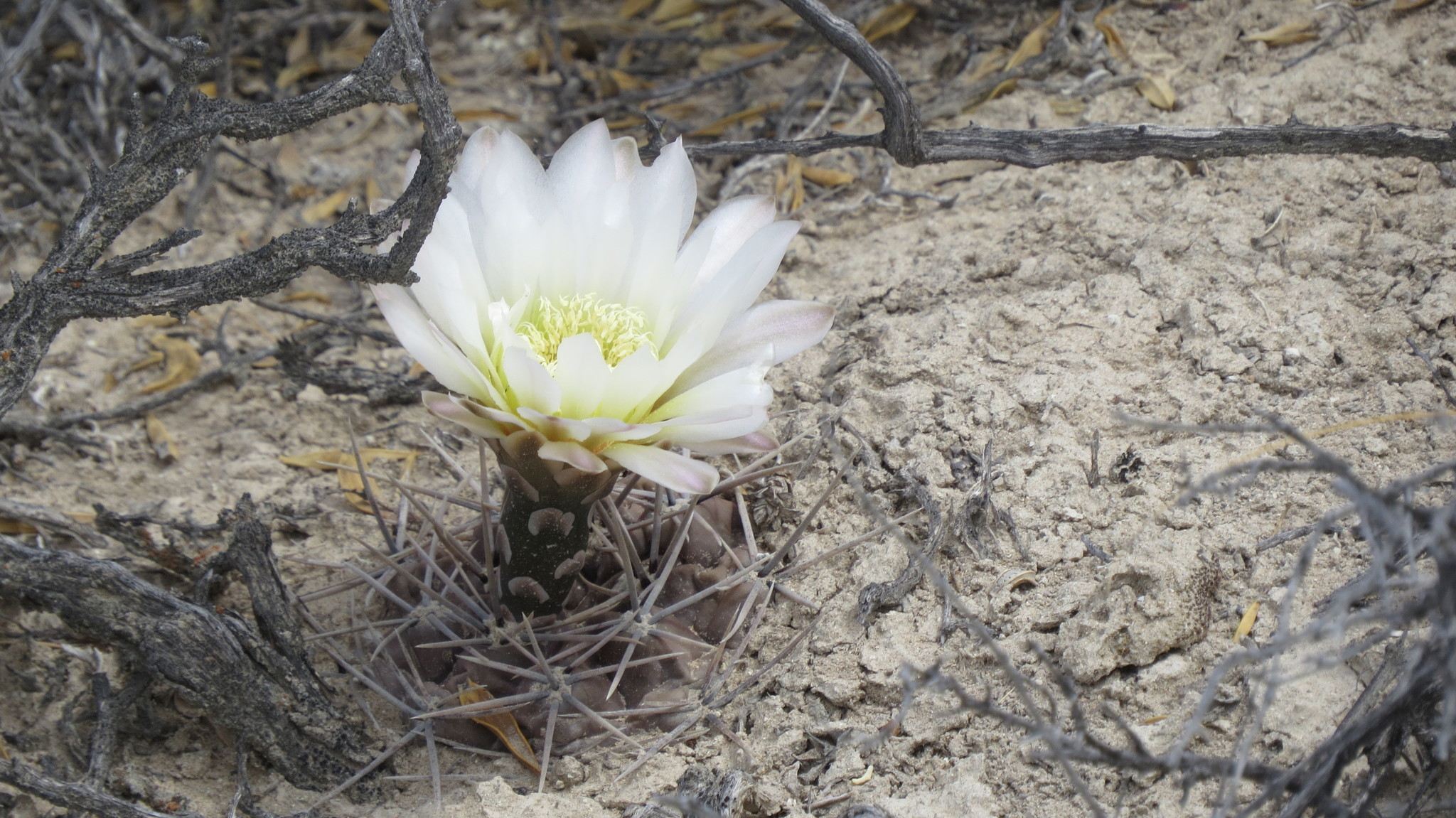 Gymnocalycium gibbosum | Botanico Hub