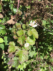 Rubus ursinus macropetalus