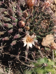 Mammillaria meiacantha