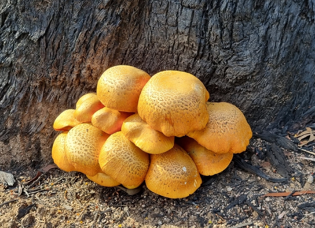 Gymnopilus junonius · April 2026 · photo: © burrowye (iNaturalist, cc0)