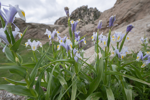 Iris magnifica, photograph 2