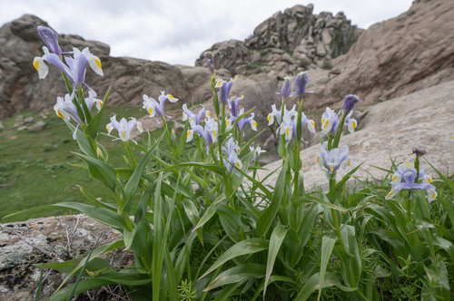 Iris magnifica, photograph 3
