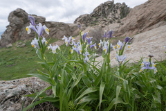 Iris magnifica, photograph (c) Morten Ross, some rights reserved (CC BY)