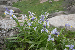 Iris magnifica, photograph (c) Morten Ross, some rights reserved (CC BY)