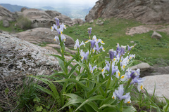 Iris magnifica, photograph (c) Morten Ross, some rights reserved (CC BY)