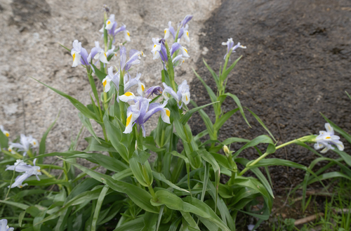 Iris magnifica