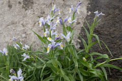 Iris magnifica, photograph (c) Morten Ross, some rights reserved (CC BY)