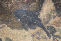 Ancistrus multispinis