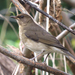 Creamy-bellied Thrush - Photo (c) juanclaver, some rights reserved (CC BY-NC), uploaded by juanclaver