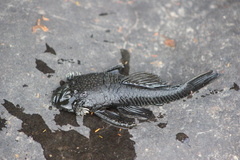 Ancistrus multispinis