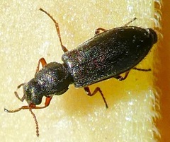 Eschatocrepis