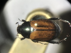 Anomala ochroptera