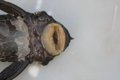 Ancistrus multispinis