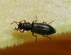 Eschatocrepis