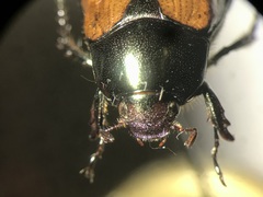 Anomala ochroptera