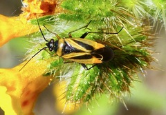 Plagiognathus moerens