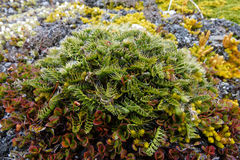 Anisotome flexuosa