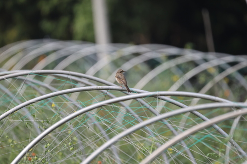 Pipit à dos olive
