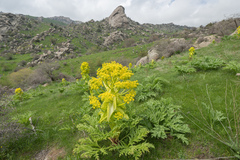 Ferula kuhistanica, photograph (c) Morten Ross, some rights reserved (CC BY)