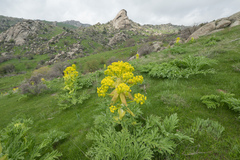 Ferula kuhistanica, photograph (c) Morten Ross, some rights reserved (CC BY)