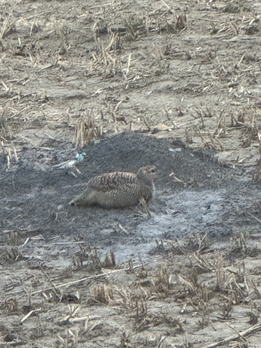 Grey Francolin