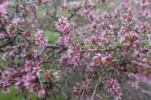 Prunus spinosissima, photograph 2