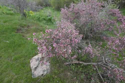 Prunus spinosissima, photograph 3