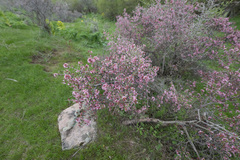 Prunus spinosissima, photograph (c) Morten Ross, some rights reserved (CC BY)