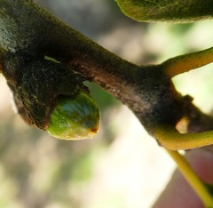 Callirhytis carmelensis