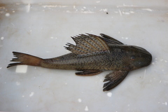 Hypostomus