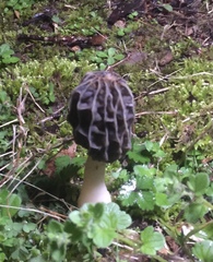 Morchella diminutiva